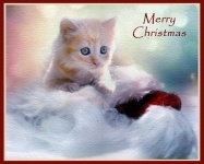 Christmas Kitten Greetings Card