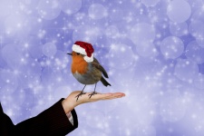 Christmas Robin Bokeh Background