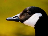 Close Up Duck Image