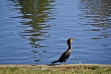 Cormorant Calling At Lakeside