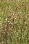 Country Field Background