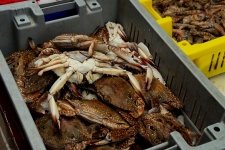 Crabs At Fish Market