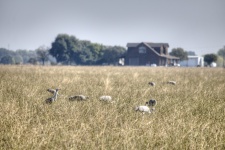 Cranes In A Field
