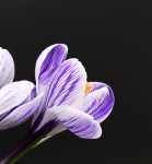 Crocus Flowers Purple