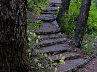 Crooked Steps Through Trees