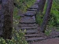 Crooked Steps Through Trees