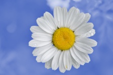 Daisy Flower Blue Sky