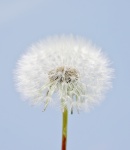 Dandelion Flower Seed Head