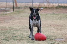 Dog And His Ball