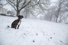Dog And Snow