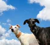 Dogs Against Blue Sky