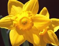Double Daffodils Close-up