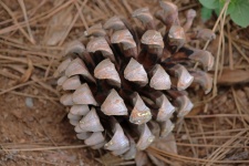 Dry Pine Cone
