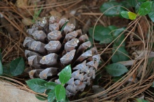 Dry Pine Cone Amongst Dry Needles