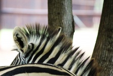 Ear And Mane Of Zebra