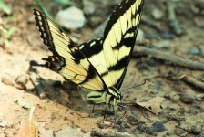 Eastern Tiger Swallowtail Close-up