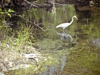 Egret In The Swamp