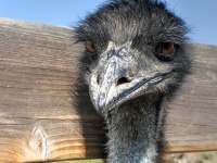 Emu Face
