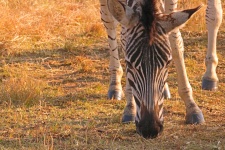Face Of Young Zebra