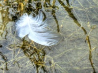 Feather Floating In Marsh Waters