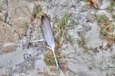 Feather In Sand