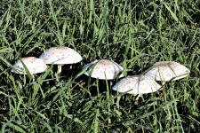 Five Amanita Mushrooms And Dew