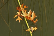 Floating Oak Leaves And Feather