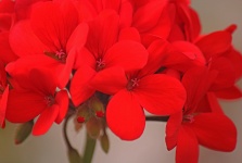 Florets Of Red Geranium Flower