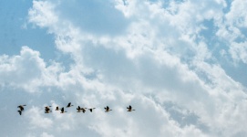 Geese Flying South