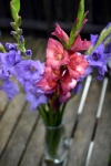 Gladiola Flowers