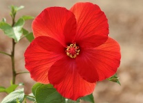 Glowing Red Hibiscus