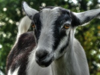 Goat Face