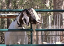 Goat Sticking Tongue Out