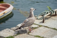 Gull On The Pier