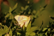 Gold Butterfly On Green Leaves