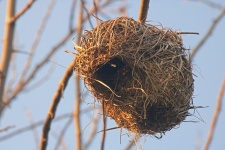 Golden Light On Weaver's Nest