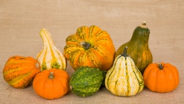 Gourds And Pumpkins