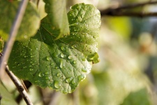Grape Leaves Water Drops