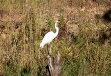 Great White Egret Perched On Stump