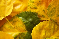 Green Gold Leaves 2