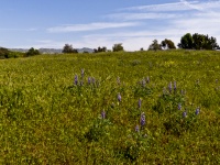 Green Lilac Field