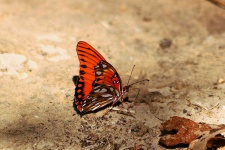 Gulf Fritillary Butterfly 3