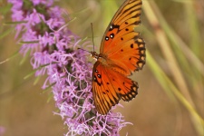 Gulf Fritillary Butterfly 4