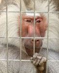 Hamadryas Baboon In Cage Close-up