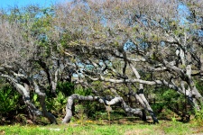Hammock Trees