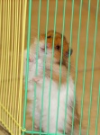 Hamster Behind Bars