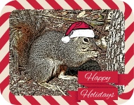 Happy Holiday Squirrel