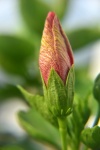 Hibiscus Bud 1