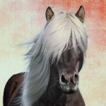 Horse Portrait Vintage Background