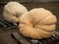 Huge Pumpkins On A Pallet